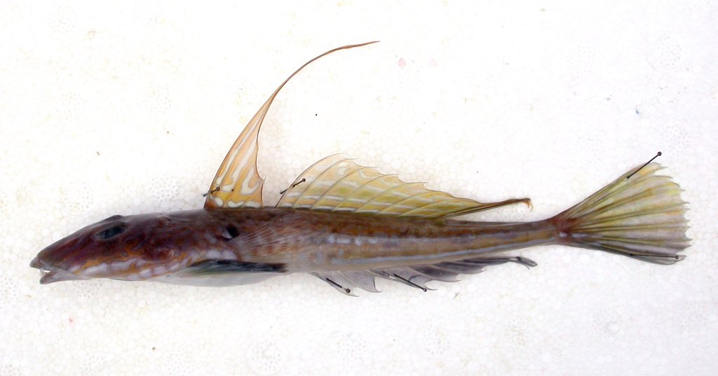 Callionymus lyra Linnaeus, 1758